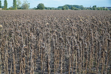 Field of dry Sunflowers near the city of Gamstädt Erfurt, Thuringia state, Germany.