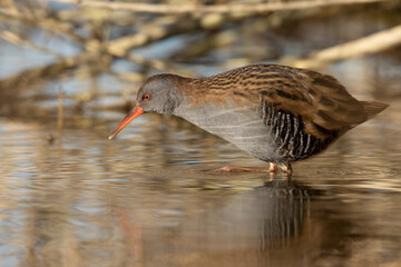 Water Rail - adult bird in a wetland.