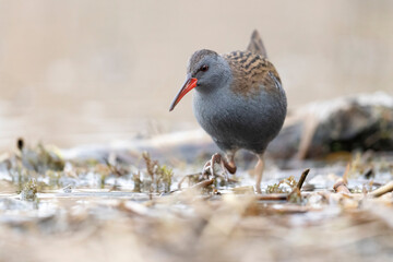 Water Rail - adult bird in a wetland.