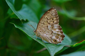 Fototapeta na wymiar 雑木林で見かける身近なチョウのサトキマダラヒカゲ