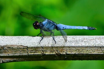 公園の池等で見られる身近なトンボ、オオシオカラトンボ