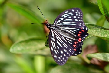 Fototapeta na wymiar 白黒のストライプが美しい、身近なチョウのアカボシゴマダラ