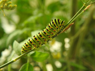 Chenille du Machaon