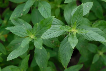 Closeup of Japanese mint leaves
