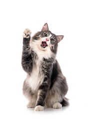 Norwegian Forest cat © cynoclub
