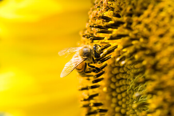 Focus on the bee collecting nectar in the yellow sunflower.