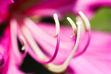 Macro of the stamen of a Bauhinia purpurea flower on a blurred background, Shallow DOF.