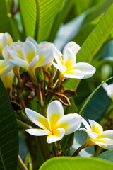 Close-up of frangipani flowers with the natural background.