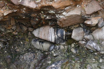 Detail of a raised beach at Portheras Cove Cornwall