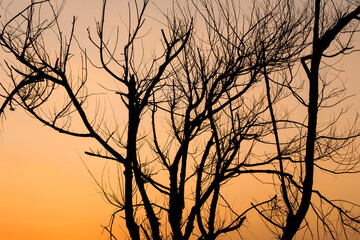 Fototapeta na wymiar Tree branches silhouette and sunset background