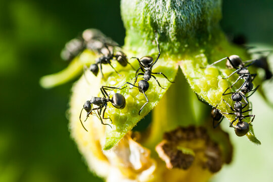 Close-up of the Polyrhachis dives(P. dives) collecting nectar in the buds.