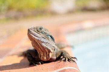 オーストラリアに棲息するヒガシアゴヒゲトカゲ