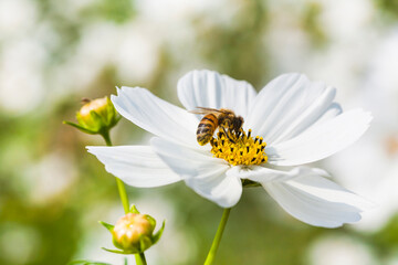 Obraz premium Close-up of cosmos flowers with the bee in the outdoor garden.