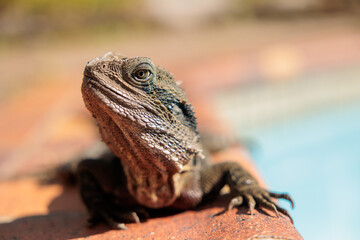 オーストラリアに棲息するヒガシアゴヒゲトカゲ