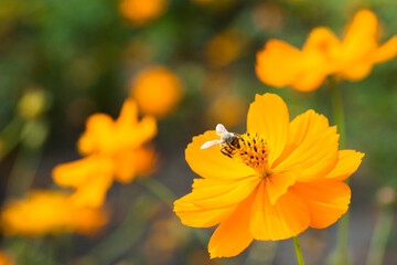 Focus on the bee collecting nectar in the cosmos flowers