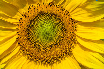 Close-up yellow sunflower with the blurry background