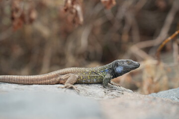 Lizard on a wall