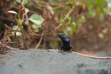 Lizard on a wall