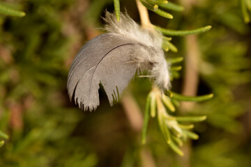planta verde sosteniendo una pluma de pajaro 