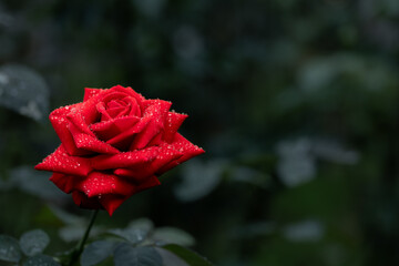 落ち着いた色合いの赤いバラ