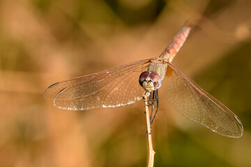 Libélula flecha roja (Sympetrum striolatum)