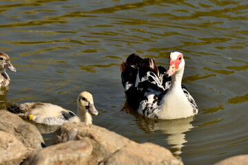 pato criollo, (cairina moschata) nadando en el estanque