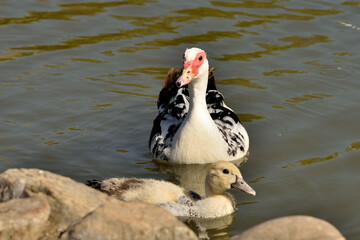 pato criollo, (cairina moschata) nadando en el estanque
