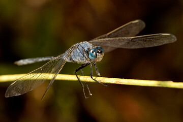 libelula azul (Orthetrum Chrysostigma) posada en un tallo seco