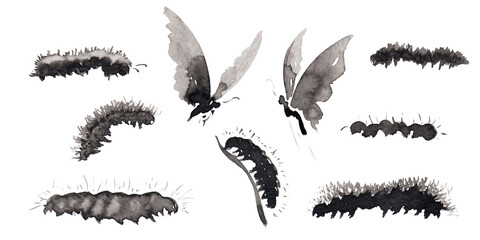 Set 9 with seven differents forms caterpillar and two butterfly pictures isolated on white.  Hand drawn china ink on paper textures. Raster