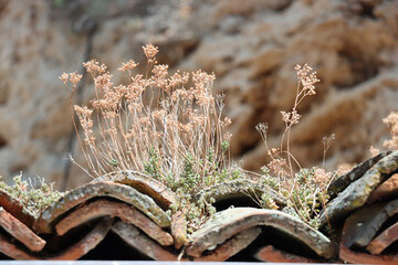 An ancient roof, weathered and worn, is slowly being overtaken by nature.