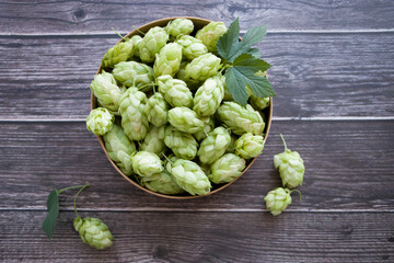 Green fresh hop cones for making bread and beer. Green hop cones. Hoppy herb for the brewery. Brewery concept. Selective focus.