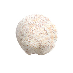 Obraz premium Slightly broken seashell with a semitransparent shadow