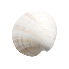 Poster White seashell © Ruben Chase