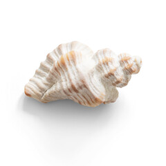 Characteristic seashell  with a semitransparent shadow