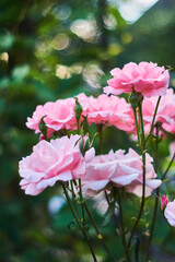 Fototapeta premium Rose Queen Elizabeth