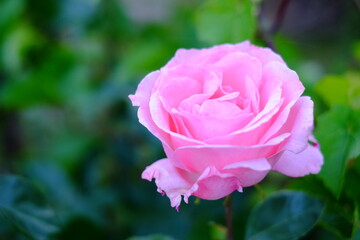 Rose Queen Elizabeth