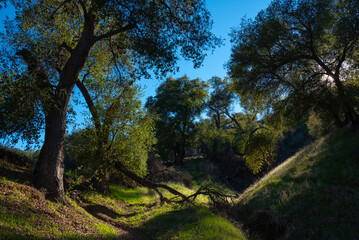 Oak Trees in Rice Canyon, Santa Clarita Woodlands Park