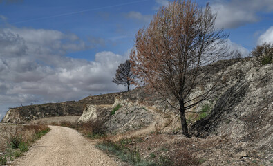 photo of a road yellowish and dry land at the edge of the road two trees, one in the foreground, dry, brown, dead, burned by summer fires, in the background another blacker one also burned by fire, to