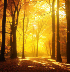 Enchanted golden sunlight in autumn forest, backlit tree silhouettes and yellow foliage. Generative AI illustration