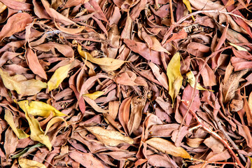 Dry leaves, autumn. Texture, background