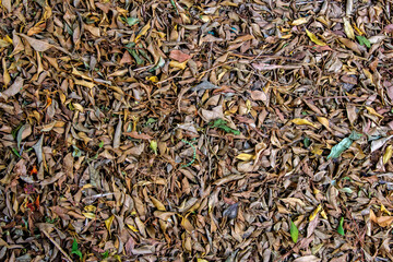 Dry leaves, autumn. Texture, background