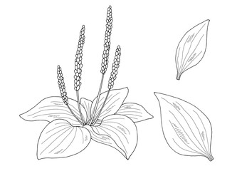 Plantain plant graphic black white isolated sketch illustration vector  © aluna1