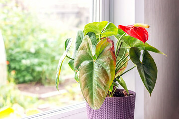 Leaves diseases of Anthurium. Leaves have brown spots and dry. Leaf blight or leaf spot. Indoor...
