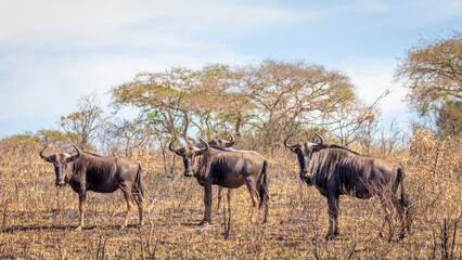 Naklejka na ściany i meble A herd of blue wildebeest (Connochaetes taurinus) grazing, Tomjachu Bush Retreat, Mpumalanga, South Africa.