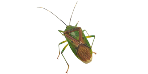 Pinterest
Green bug | Green bug | Stink bug, stink beetle, white background