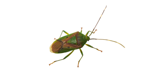 Pinterest
Green bug | Green bug | Stink bug, stink beetle, white background