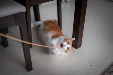 brown and white cat with yellow eyes tries to bite a stick