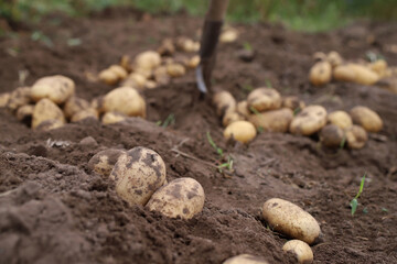 autumn harvesting of the potato harvest in the garden	