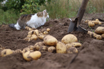 Fototapeta premium autumn harvesting of the potato harvest in the garden 