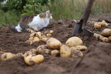 Naklejka na ściany i meble autumn harvesting of the potato harvest in the garden 